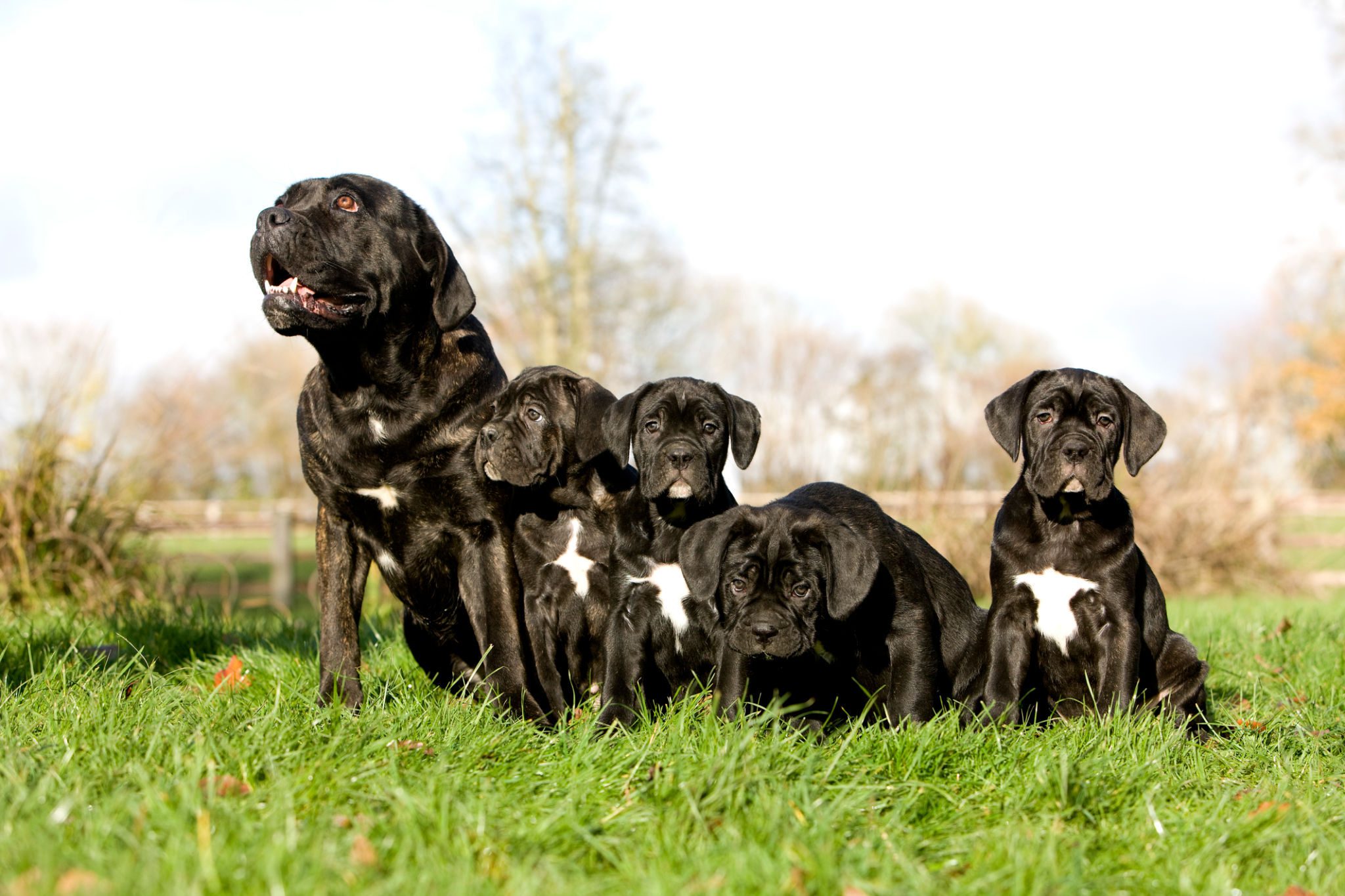 Cane-Corso-dog-breeder