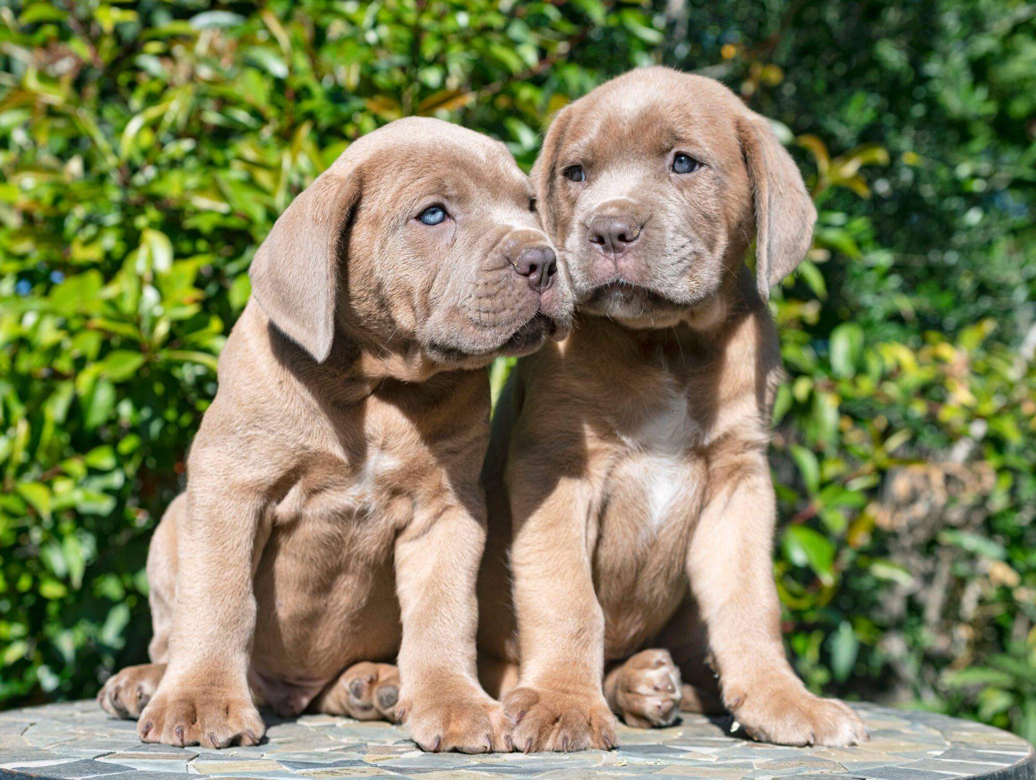 How-Much-Are-Cane Corso-Puppies